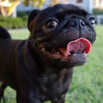 [퍼그<b>심바</b>] <b>심바</b>의 절친 헤일리. 둘이 너무 잘어울려요 :)