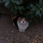 [김야옹이] 길고양이 엄마 김야옹이 2탄