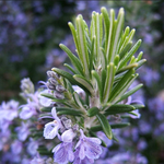 [EXO] 로즈마리 너로 당첨