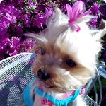 [앙콤한그녀] 11살이 된 우리집 아가씨를 소개합니다(동안<b>요키</b>)