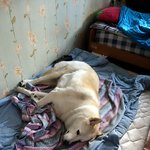 [허스키<b>심바</b>] <b>심바</b>의 주말 산책일기