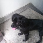 [<b>쿠시</b>] 어린 사냥개 <b>쿠시</b>를 소개합니다!