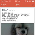 문학동에서 강아지를 잃어버렷어요 한번만봐주세요