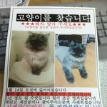 <b>창원</b> 페르시안 친칠라 고양이 찾습니다