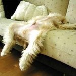 [유머] 개<b>피곤</b>한하루.jpg