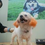 [내사랑요키] 서울)페<b>수종</b>을 앓고 있는 말티 태희의 평생 가족이...