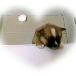 무지개 다리를 건넌 우리 은별이..