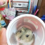 햄스터 좋아하시는 분들을 위한 사진투척!!