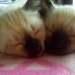 고양이와 개냥이와 개같은 냥이 3마리와의 동거