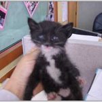 캣닢을 좋아하는 나의 춘박 (사진추가)