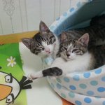 [고양이] 잠자는 모습 귀여운 두 <b>야옹이</b>