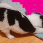 강아지를 주웠습니다(후기?)