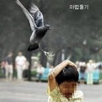 [비둘기] 비둘기들의 패기와 <b>위엄</b>