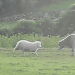 [유머] 양 vs <b>물소</b>.gif