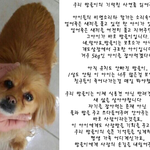 <b>개도</b>살장에서 구조한 방울이에게 새삶을 선물해주세요