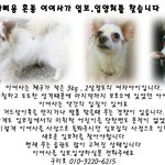 <b>임보</b>가 급한 빠삐용믹스 이여사좀 봐주세요