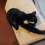 [까미] 길고양이 까미