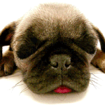 [사기꾼들] 나쁜놈들 같어니라궁 <b>벼룩</b>이 간을 빼쳐먹어라 쩝...