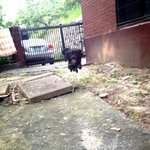 [쿠시] 강개리 뺨치는 못매남 쿠시 2탄