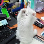 <b>뭉치</b> 뭉뭉치!냐옹~