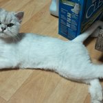 [<b>바니</b>네] 3번째