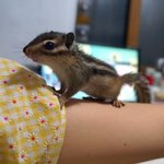 [두람<b>쥐</b>네] [다람쥐] 귀염둥이 두 다람쥐를 소개합니다