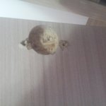 국내 굴지의 h사 신혼가구 2년도 안되...