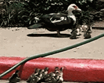 [유머] 오리에게 <b>친절</b>한 아저씨.gif