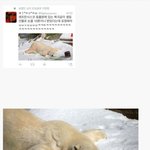 [<b>유머</b>] 북극곰이받은 생일선물.jpg
