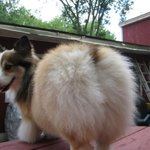 사랑스러운 <b>웰시</b> 코기의 뒷태 모음