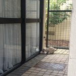 우리 사무실 뒤 <b>야생</b>냥