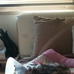 [미남이] 미남이는투병중 ㅠ_ㅠ <잘생긴 고양이 미남이 이야기 8탄>