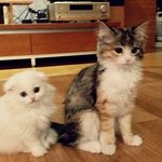 [꽃님풀잎] 꽃님이 동생 풀잎이를 소개합니다