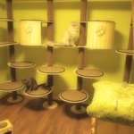 [벨라<b>제나</b>] 냥이들 방 꾸며줬어요^^