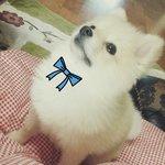한살된 포메라니안 포리 <b>팔</b>개월 만에 또 왓서용ㅌ