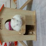 [햄스터] 통통햄스터 레몬이랑 <b>레아</b>  또 왔어요~~