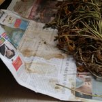 [봐주세요] 말리다가 곰팡이가 난 시래기도 먹을 수 있어요?