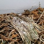 [꼭조언부탁] 말리다가 <b>곰팡</b>이난 시래기도 먹어요?