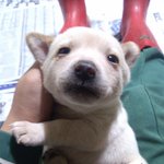 [아지네마을] 인천)유기견보호소 <b>봉사</b> 와주세요~!