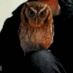 [유머] 궁금한게 많은 <b>부엉이</b>.gif