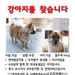 [반려견찾기] 강아지를 찾습니다.[울산 중구 다운동/태화동/무거동]