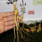 구정선물 산양<b>산삼</b> 추천  <b>산삼</b>공식지점정품 최대50% ?