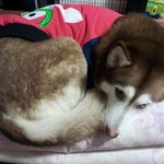 [<b>코리</b>] 레드허스키 <b>코리</b> 옷입었어요..