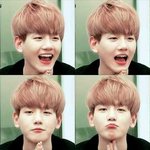 [백현] <b>밀크</b>보이랑 허니비는 무조건 살건데 애기사자는