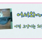 [입양홍보] <b>사지</b>말고 입양하세요 - 레오