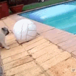 [유머] 축구공이 <b>그곳</b>에 있었던 이유.gif