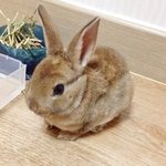 우리집 겸<b>둥이</b> 사고뭉치 토끼 콩입니다