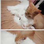 [제리코미] 집사는 아웃오브<b>안중</b>ㅠ.ㅠ