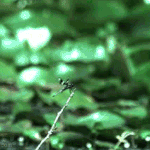 [유머] 잠자리의 <b>구사</b>일생.gif