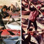 [꼭추천부탁] 일본이 학살하고 있는 돌고래를 살려요!